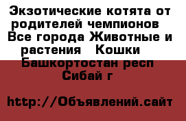  Экзотические котята от родителей чемпионов - Все города Животные и растения » Кошки   . Башкортостан респ.,Сибай г.